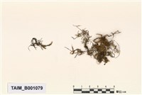 藏品(尖葉新懸苔)的圖片